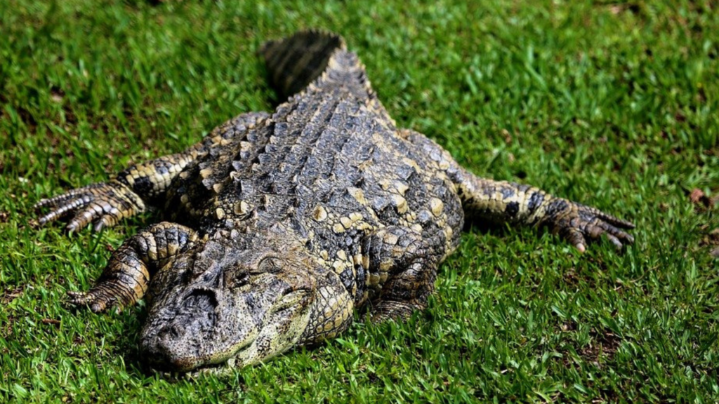 How to Trade effectively with Williams alligator strategy? Honest