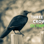 How to identify three black crows on Olymp trade